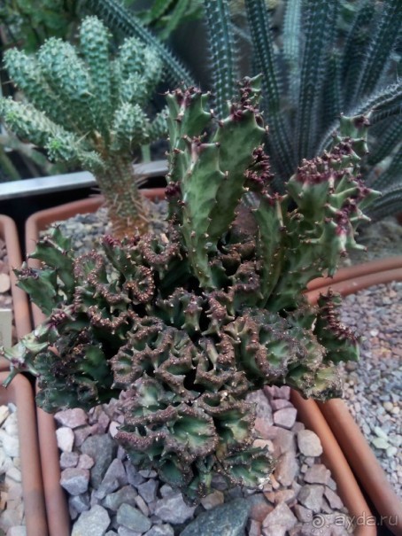 Тропическая зима в аптекарском огороде