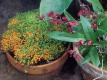 Тропическая зима в аптекарском огороде