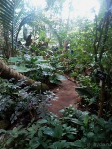 Тропическая зима в аптекарском огороде