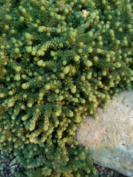 Тропическая зима в аптекарском огороде