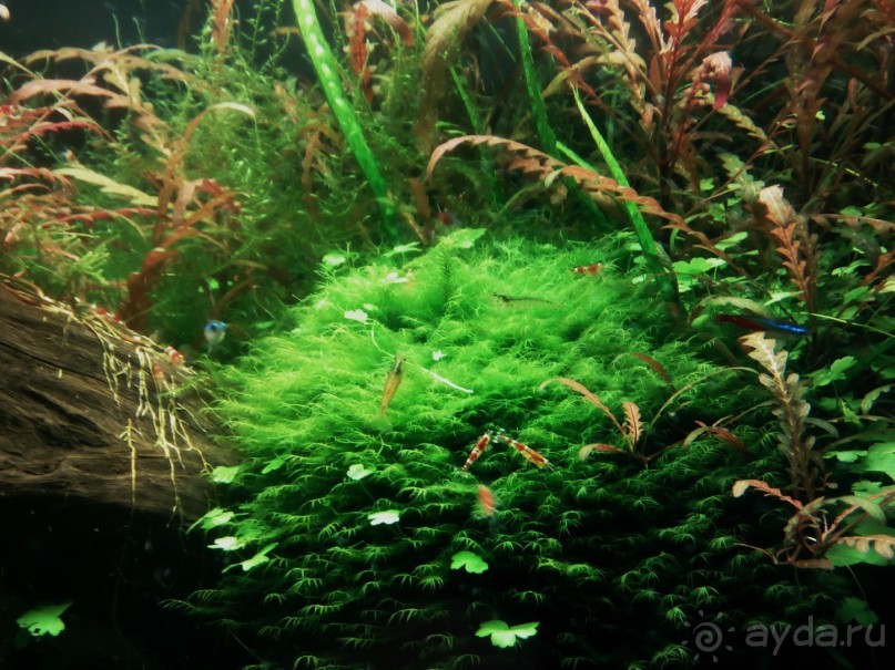 Тропическая зима в аптекарском огороде