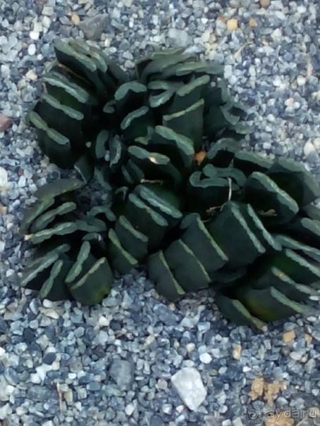 Тропическая зима в аптекарском огороде