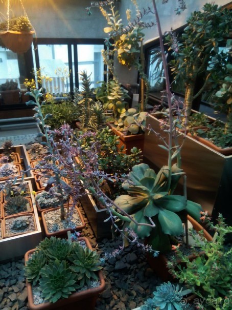 Тропическая зима в аптекарском огороде