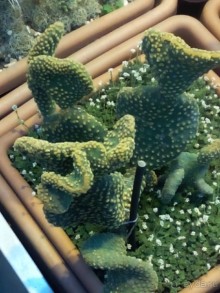 Тропическая зима в аптекарском огороде