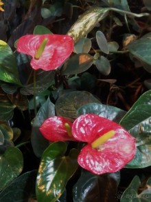 Тропическая зима в аптекарском огороде