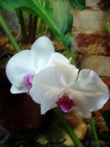 Тропическая зима в аптекарском огороде