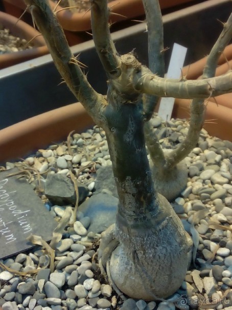 Тропическая зима в аптекарском огороде