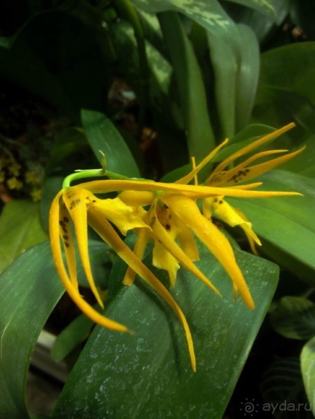 Тропическая зима в аптекарском огороде