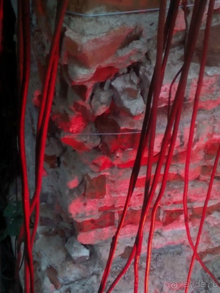 Тропическая зима в аптекарском огороде