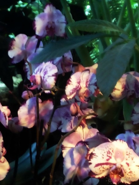 Тропическая зима в аптекарском огороде