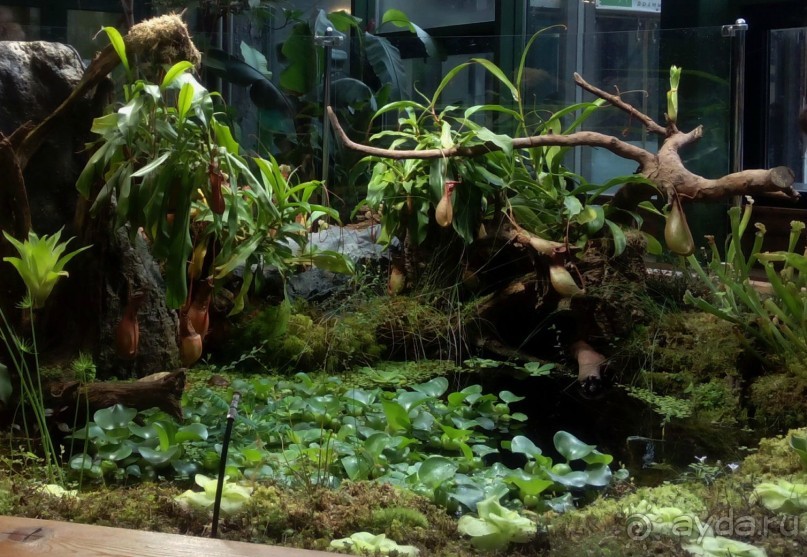 Тропическая зима в аптекарском огороде