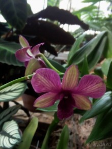 Тропическая зима в аптекарском огороде