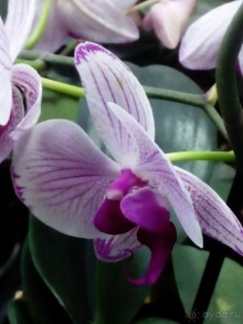 Тропическая зима в аптекарском огороде