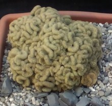 Тропическая зима в аптекарском огороде