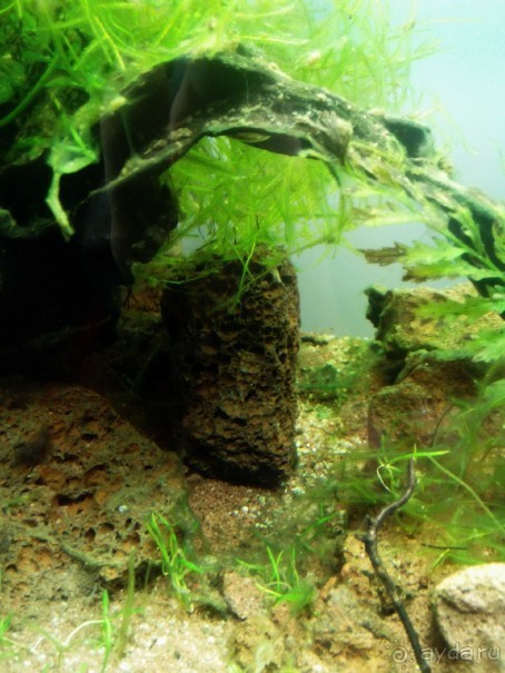 Тропическая зима в аптекарском огороде