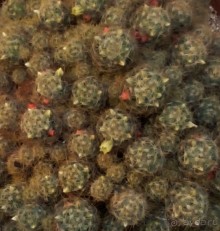 Тропическая зима в аптекарском огороде