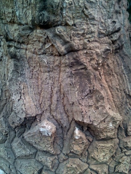 Тропическая зима в аптекарском огороде