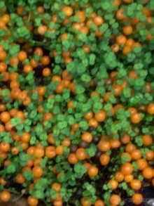 Тропическая зима в аптекарском огороде