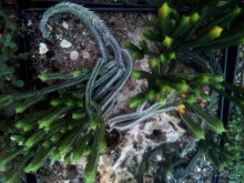 Тропическая зима в аптекарском огороде