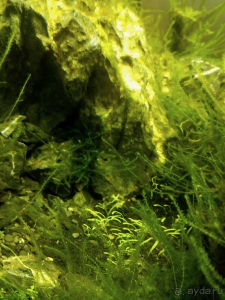 Тропическая зима в аптекарском огороде