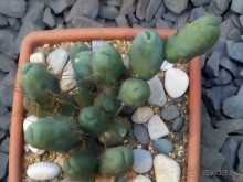 Тропическая зима в аптекарском огороде