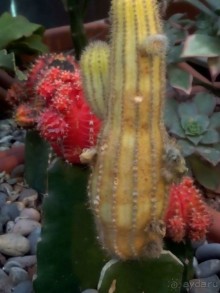 Тропическая зима в аптекарском огороде