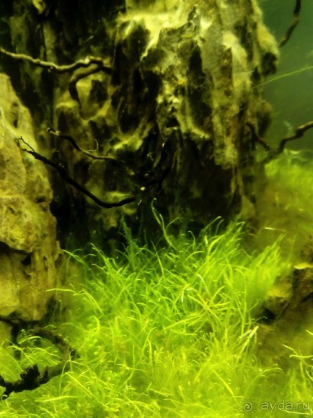 Тропическая зима в аптекарском огороде