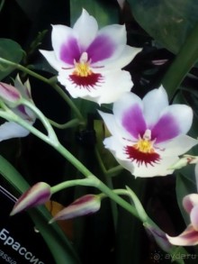 Тропическая зима в аптекарском огороде