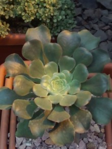 Тропическая зима в аптекарском огороде