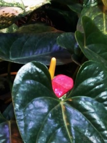 Тропическая зима в аптекарском огороде