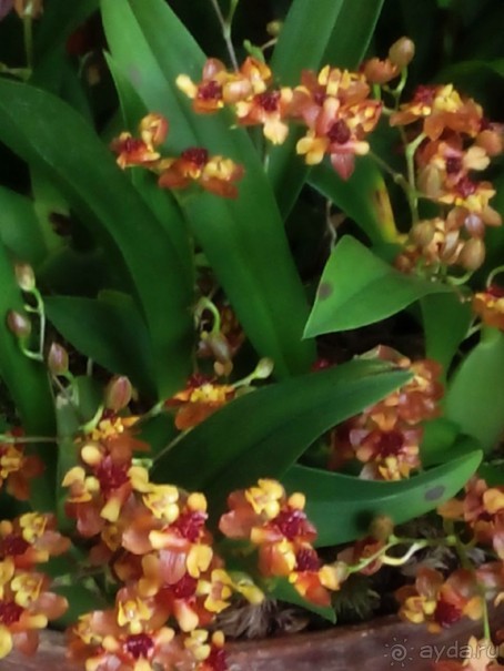 Тропическая зима в аптекарском огороде