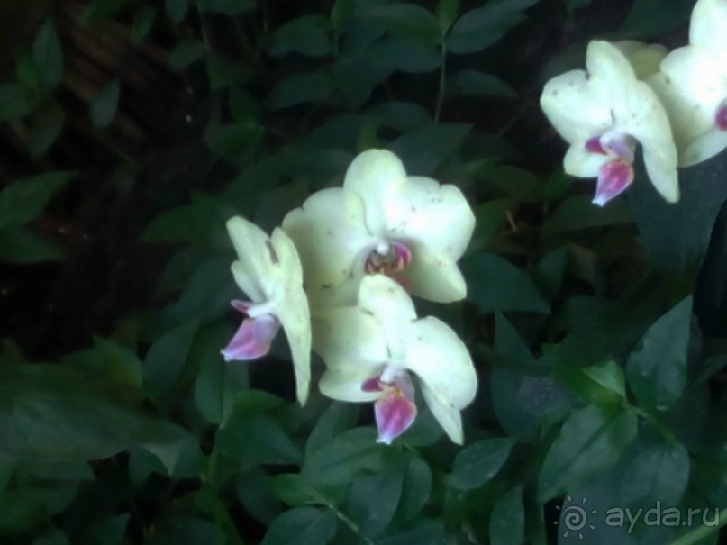 Тропическая зима в аптекарском огороде