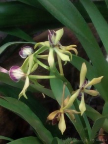 Тропическая зима в аптекарском огороде