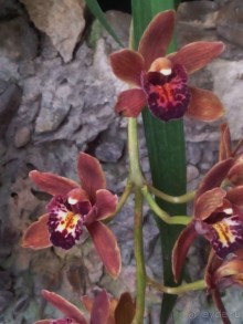 Тропическая зима в аптекарском огороде