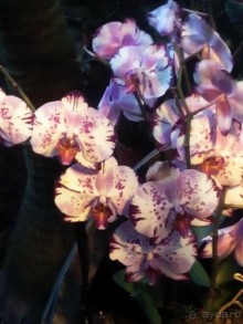 Тропическая зима в аптекарском огороде