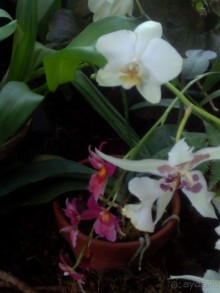 Тропическая зима в аптекарском огороде