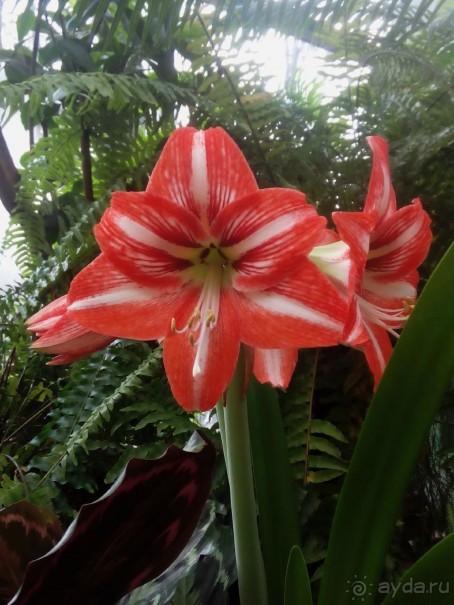 Тропическая зима в аптекарском огороде