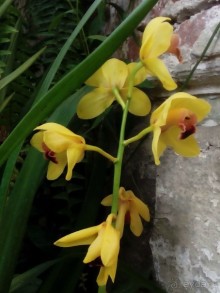 Тропическая зима в аптекарском огороде