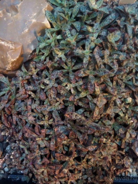 Тропическая зима в аптекарском огороде