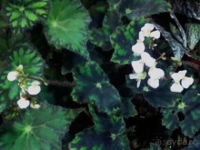 Тропическая зима в аптекарском огороде