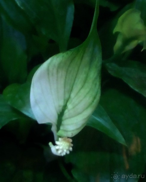 Тропическая зима в аптекарском огороде