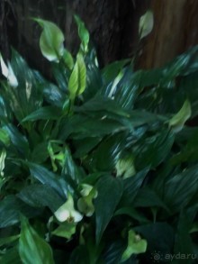 Тропическая зима в аптекарском огороде