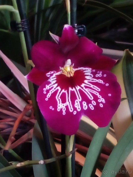 Тропическая зима в аптекарском огороде