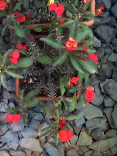 Тропическая зима в аптекарском огороде