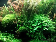 Тропическая зима в аптекарском огороде