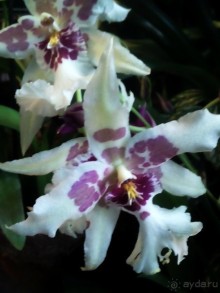 Тропическая зима в аптекарском огороде