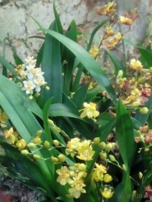 Тропическая зима в аптекарском огороде