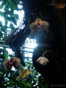 Тропическая зима в аптекарском огороде