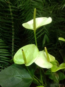 Тропическая зима в аптекарском огороде