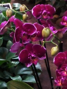 Тропическая зима в аптекарском огороде